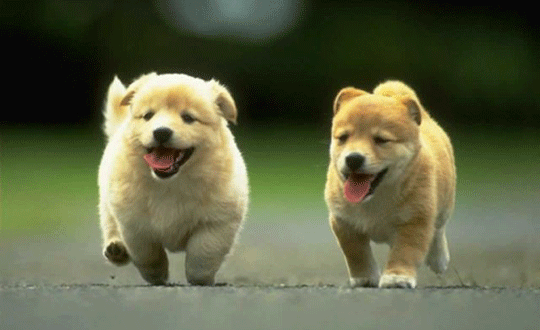 KÖPEĞE T*CAVÜZ EDEN ADAMI KIZ ARKADAŞI YAKALADI!