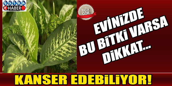 Evinizde bu bitki varsa dikkat!