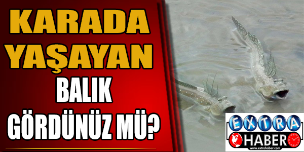 Karada yaşayan balık gördünüz mü?