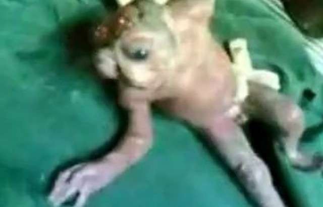 Kurbağa Bebek Görenleri Şok Etti!