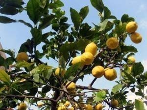 Limon sürenler yaşadı!