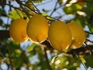 Limon sürenler yaşadı!
