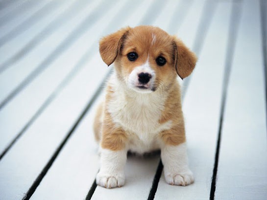 KÖPEĞE T*CAVÜZ EDEN ADAMI KIZ ARKADAŞI YAKALADI!