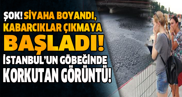 ŞOK! SİYAHA BOYANDI, KABARCIKLAR ÇIKMAYA BAŞLADI! İSTANBUL'UN GÖBEĞİNDE KORKUTAN GÖRÜNTÜ!