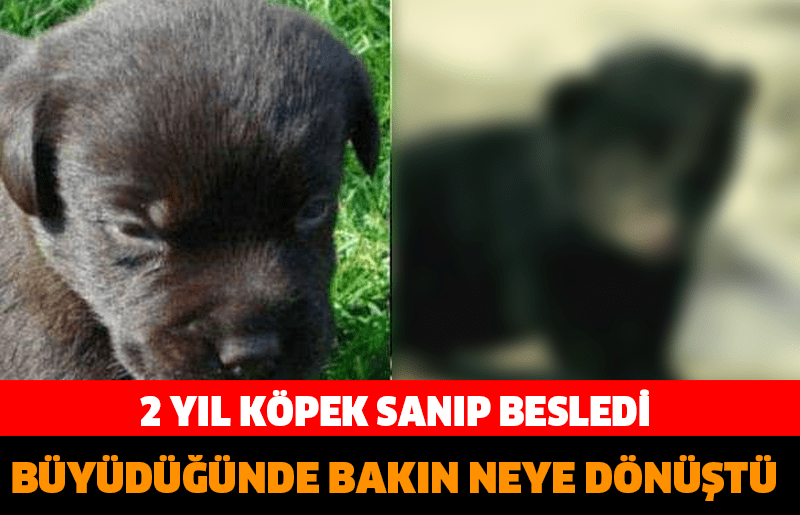 2 YIL KÖPEK SANIP BESLEDİ BÜYÜDÜĞÜNDE BAKIN NEYE DÖNÜŞTÜ…