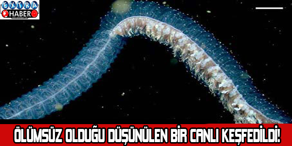 Ölümsüz olduğu düşünülen bir canlı keşfedildi! İşte o canlı...