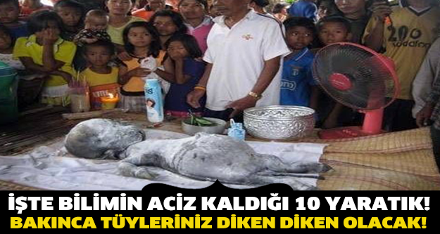İşte bilimin aciz kaldığı sır gibi yaratıklar!