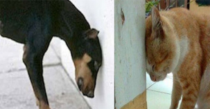 BAŞINI DUVARA YASLAYAN KEDİ VEYA KÖPEK GÖRÜRSENİZ DİKKAT..!