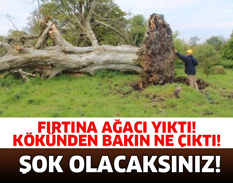 FIRTINA AĞACI YIKTI KÖKÜNDEN BAKIN NE ÇIKTI..!