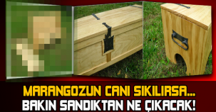 MARANGOZUN CANI SIKILIRSA... BAKIN SANDIKTAN NE ÇIKACAK!
