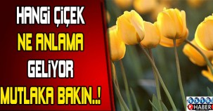 Hangi çiçek ne anlama geliyor?