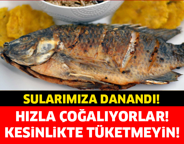 SULARIMIZA DADANDI! HIZLA ÇOĞALIYORLAR! KESİNLİKLE TÜKETMEYİN..!