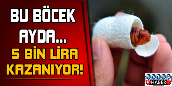 Bu böcek ayda 5 bin lira kazandırıyor