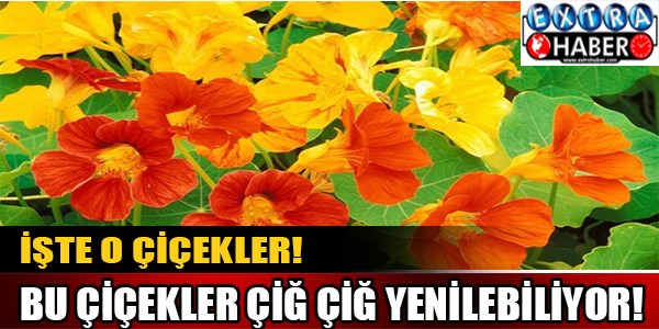 Bu çiçekler çiğ çiğ yenebiliyor!