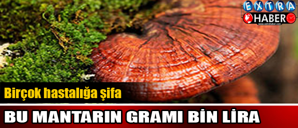 Bu mantarın gramı bin lira