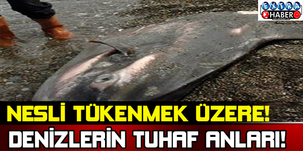 Denizde Tuhaf Anlar Nesli Tükeniyor