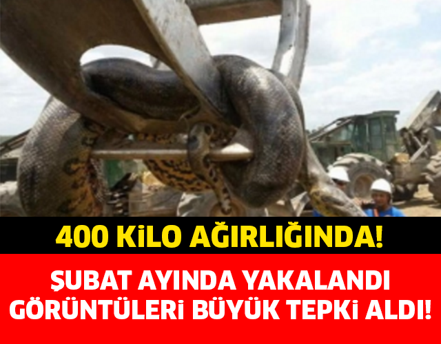 ŞUBAT AYINDA YAKALANDI! TAM 400 KİLO! İŞTE O DEV YILAN...
