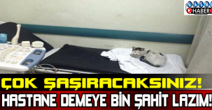 Çok Şaşıracaksınız! Hastane Demeye Bin Şahit Lazım