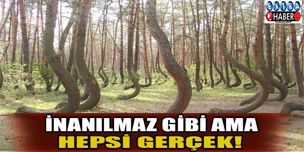 İnanılmaz gibi ama hepsi gerçek!