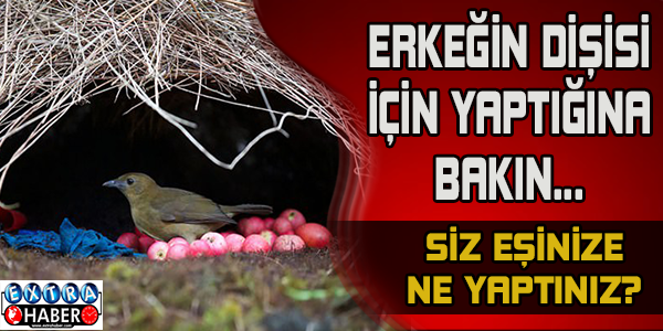Hayvanların muhteşem mimarileri