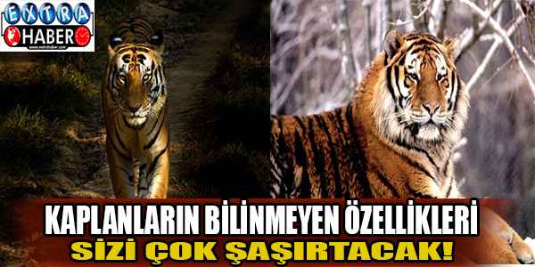 Kaplanların bilinmeyen özellikleri sizi çok şaşırtacak!
