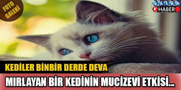 Kedilerin Az Bilinen Faydaları