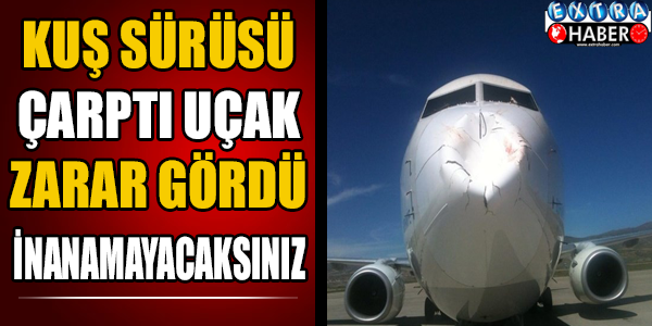 Kuş sürüsü çarptı, uçak zarar gördü! İnanamayacaksınız...