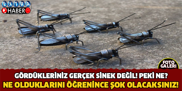 Gördükleriniz gerçek sinek değil!