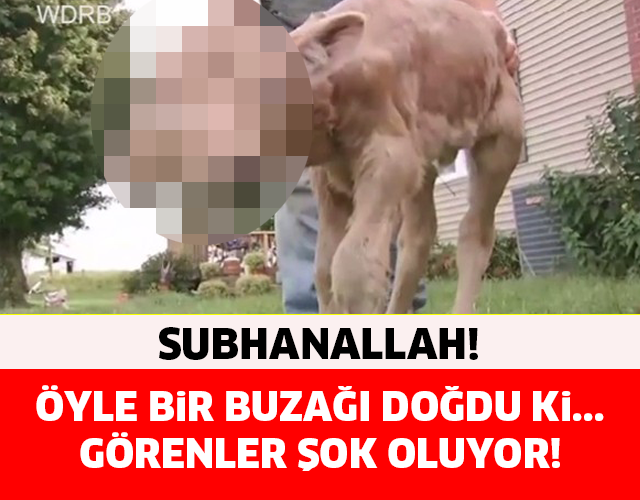 BU BUZAĞI GÖRENLERİ HAYRETE DÜŞÜRÜYOR...