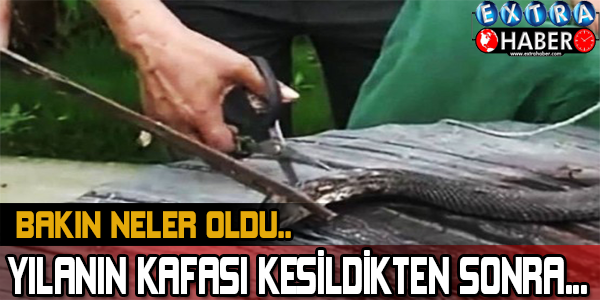 YILANIN KAFASI KESİLDİKTEN SONRA...