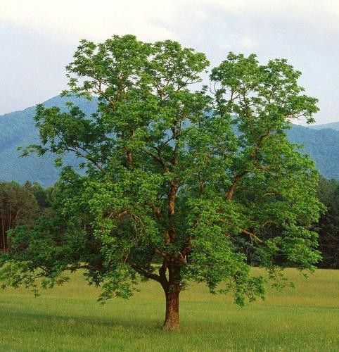 CEVİZ AĞACININ DİBİNDE NEDEN OTURULMAZ? İŞTE NEDENİ...