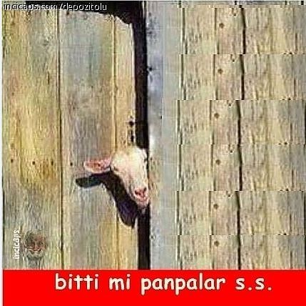 Yaklaşan Kurban Bayramı caps'leri ortalığı yıktı geçti!
