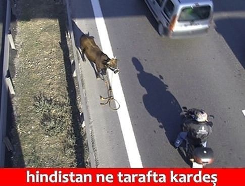 Yaklaşan Kurban Bayramı caps'leri ortalığı yıktı geçti!
