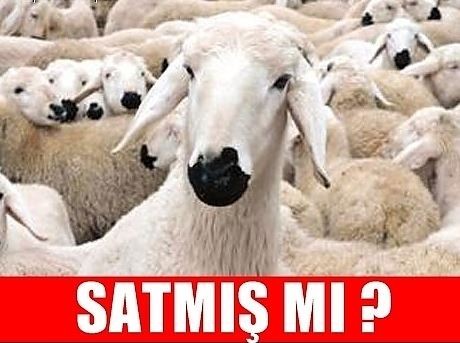 Yaklaşan Kurban Bayramı caps'leri ortalığı yıktı geçti!