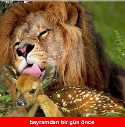 Yaklaşan Kurban Bayramı caps'leri ortalığı yıktı geçti!