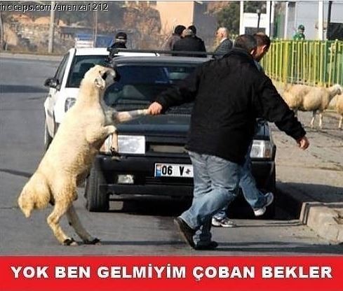 Yaklaşan Kurban Bayramı caps'leri ortalığı yıktı geçti!