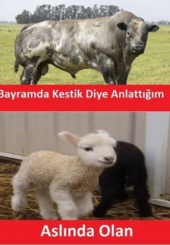 Yaklaşan Kurban Bayramı caps'leri ortalığı yıktı geçti!