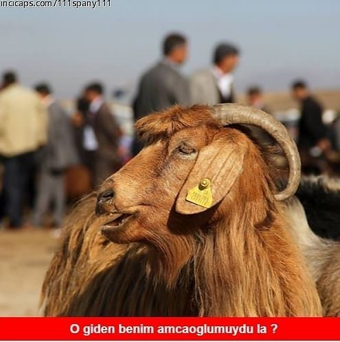 Yaklaşan Kurban Bayramı caps'leri ortalığı yıktı geçti!