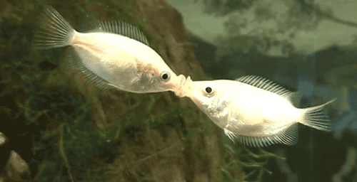 Instagram'da Sizi Like Manyağı Yapacak Yepyeni Bir Trend: Fish Gape!