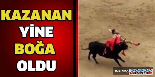 Kazanan yine boğa oldu