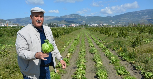 50 bin marul tarlada kaldı