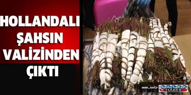Hollandalı şahsın valizinden çıktı