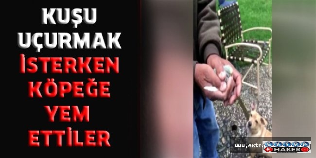 Kuşu uçurmak isterken köpeğe yem ettiler