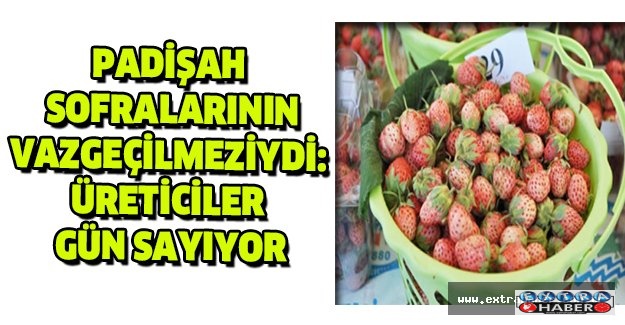Padişah sofralarının vazgeçilmeziydi: Üreticiler gün sayıyor