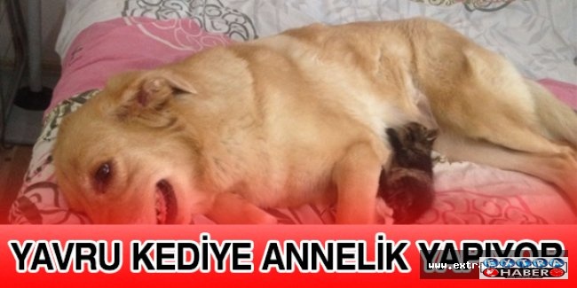 Yavru kediye annelik yapıyor