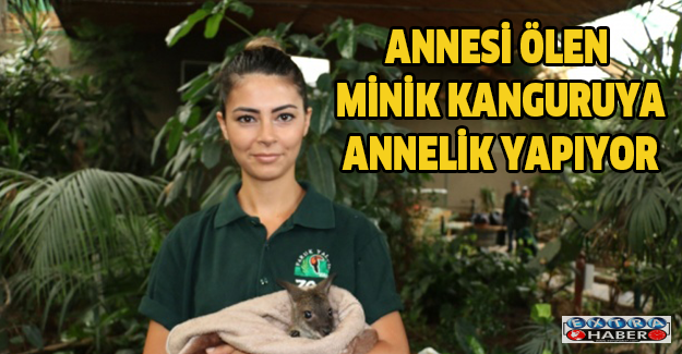Annesi ölen minik kanguruya annelik yapıyor