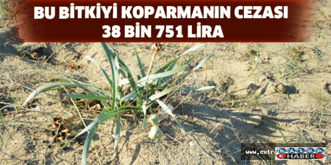 Bu bitkiyi koparmanın cezası 38 bin 751 lira