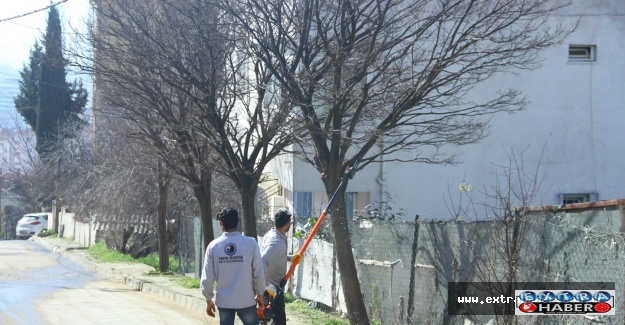 Kartal’da 15 bin ağaç budanıyor
