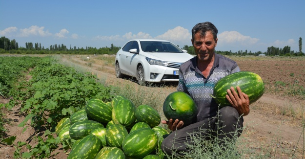 ÖRNEK ÇİFTÇİ  ALİCAN AKÇAN’IN  ORGANİK KARPUZLARI 20 GÜN ÖNCEDEN PİYASADA