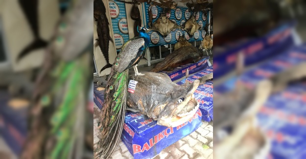 Tavuz Kuşu ve Köpek Balığı Yan Yana